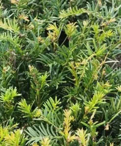 Future Forests Taxus Baccata - Yew Hedging