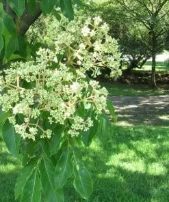 Future Forests Trees Tetradium Daniellii - Bee Tree