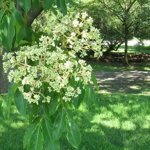 Future Forests Trees Tetradium Daniellii - Bee Tree 4 Future Forests Trees Tetradium Daniellii - Bee Tree