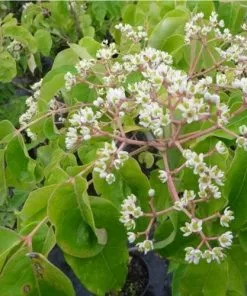 Future Forests Trees Tetradium Daniellii - Bee Tree 11 Future Forests Trees Tetradium Daniellii - Bee Tree