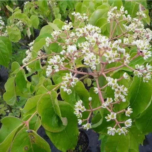 Future Forests Trees Tetradium Daniellii - Bee Tree 5 Future Forests Trees Tetradium Daniellii - Bee Tree
