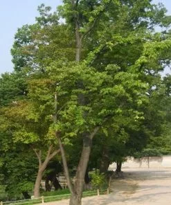 Future Forests Trees Tetradium Daniellii - Bee Tree 12 Future Forests Trees Tetradium Daniellii - Bee Tree