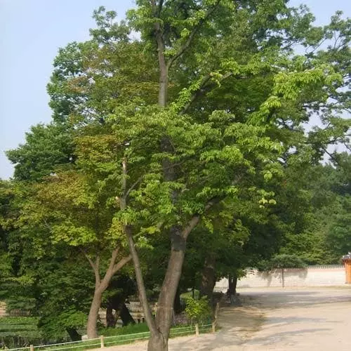 Future Forests Trees Tetradium Daniellii - Bee Tree 6 Future Forests Trees Tetradium Daniellii - Bee Tree