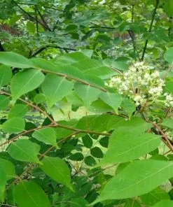 Future Forests Trees Tetradium Daniellii - Bee Tree 13 Future Forests Trees Tetradium Daniellii - Bee Tree