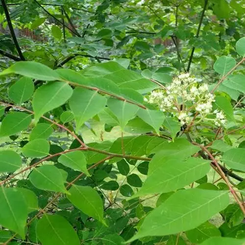 Future Forests Trees Tetradium Daniellii - Bee Tree 7 Future Forests Trees Tetradium Daniellii - Bee Tree
