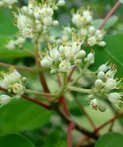 Future Forests Trees Tetradium Daniellii - Bee Tree