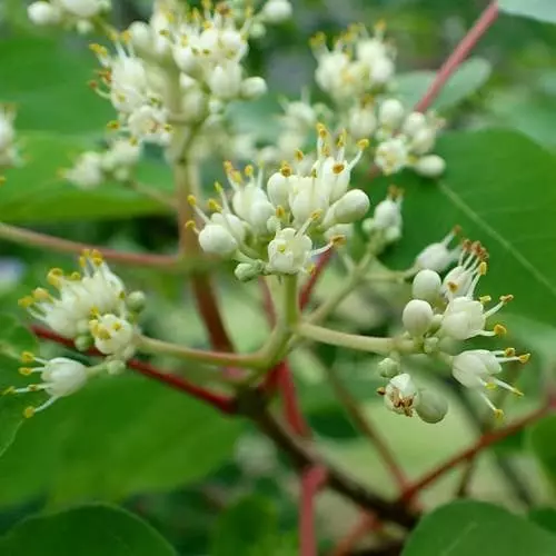 Future Forests Trees Tetradium Daniellii - Bee Tree 3 Future Forests Trees Tetradium Daniellii - Bee Tree