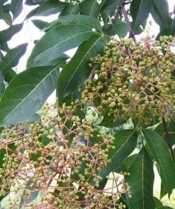 Future Forests Trees Tetradium Daniellii - Bee Tree 14 Future Forests Trees Tetradium Daniellii - Bee Tree