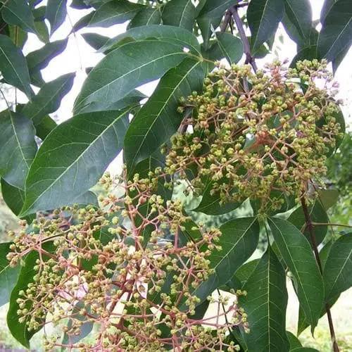 Future Forests Trees Tetradium Daniellii - Bee Tree 8 Future Forests Trees Tetradium Daniellii - Bee Tree