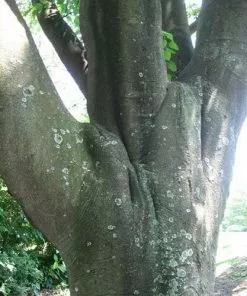 Future Forests Trees Tetradium Daniellii - Bee Tree 15 Future Forests Trees Tetradium Daniellii - Bee Tree