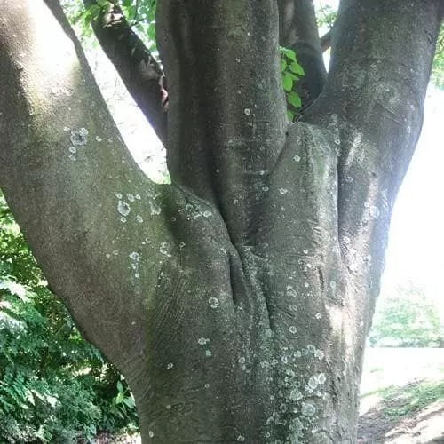 Future Forests Trees Tetradium Daniellii - Bee Tree 9 Future Forests Trees Tetradium Daniellii - Bee Tree