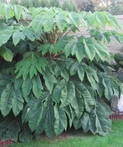 Future Forests Tetrapanax Papyrifer Rex