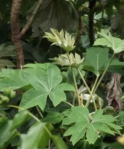 Future Forests Tetrapanax Papyrifer Rex