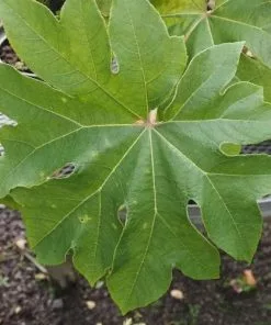 Future Forests Tetrapanax Papyrifer Rex