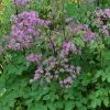 Future Forests More Thalictrum Black Stockings 1 Future Forests More Thalictrum Black Stockings