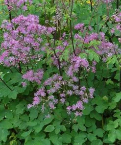 Future Forests More Thalictrum Black Stockings