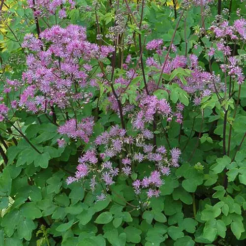 Future Forests More Thalictrum Black Stockings 3 Future Forests More Thalictrum Black Stockings