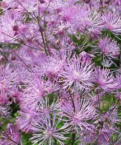 Future Forests More Thalictrum Black Stockings