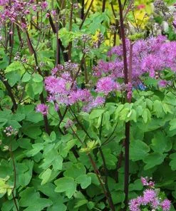 Future Forests More Thalictrum Black Stockings 8 Future Forests More Thalictrum Black Stockings