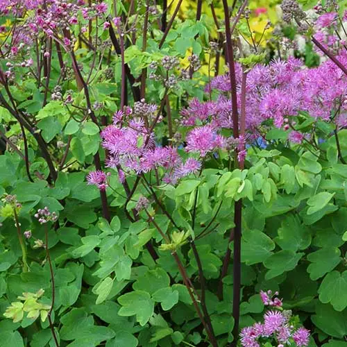 Future Forests More Thalictrum Black Stockings 5 Future Forests More Thalictrum Black Stockings
