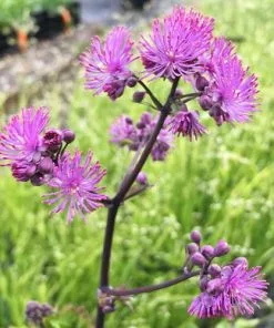 Future Forests More Thalictrum Black Stockings 9 Future Forests More Thalictrum Black Stockings