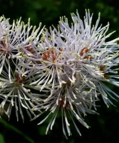 Future Forests More Thalictrum Aquilegifolium 8 Future Forests More Thalictrum Aquilegifolium