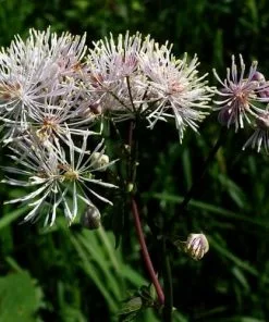 Future Forests More Thalictrum Aquilegifolium 9 Future Forests More Thalictrum Aquilegifolium
