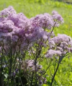 Future Forests More Thalictrum Aquilegifolium 10 Future Forests More Thalictrum Aquilegifolium