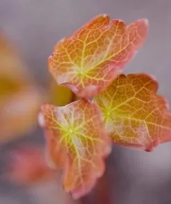 Future Forests More Thalictrum Aquilegifolium 11 Future Forests More Thalictrum Aquilegifolium