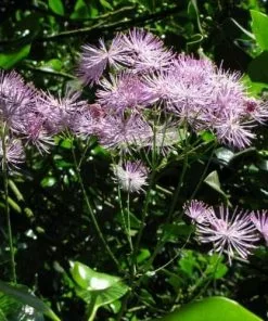 Future Forests More Thalictrum Aquilegifolium