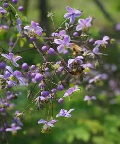 Future Forests Thalictrum Rochebrunianum More