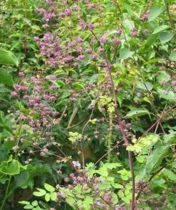 Future Forests Thalictrum Rochebrunianum More