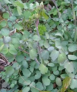 Future Forests Thalictrum Rochebrunianum More