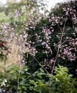 Future Forests Thalictrum Rochebrunianum More