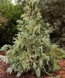 Future Forests Thuja Koraiensis - Korean Arbor Vitae All Conifers