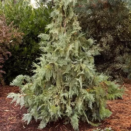 Future Forests Thuja Koraiensis - Korean Arbor Vitae All Conifers 3 Future Forests Thuja Koraiensis - Korean Arbor Vitae All Conifers