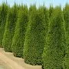 Future Forests Thuja Occidentalis Smaragd Hedging 1 Future Forests Thuja Occidentalis Smaragd Hedging