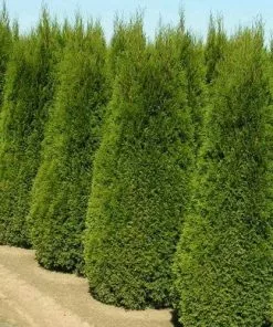 Future Forests Thuja Occidentalis Smaragd Hedging