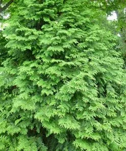 Future Forests Thuja Plicata Excelsa