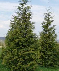 Future Forests Thuja Plicata Excelsa