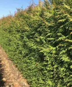 Future Forests Thuja Plicata Excelsa