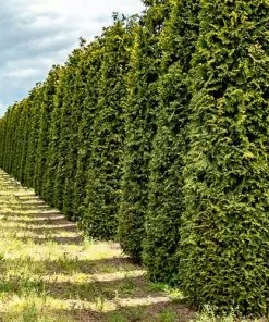 Future Forests Thuja Plicata Excelsa
