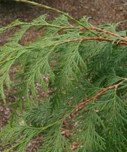 Future Forests Thuja Plicata Excelsa