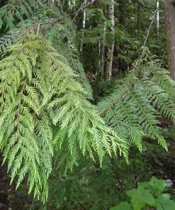 Future Forests Thuja Plicata Excelsa