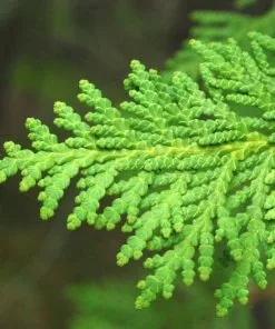 Future Forests Hedging Thuja Occidentalis - Arbor Vitae