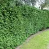 Future Forests Hedging Thuja Plicata Gelderland 2 Future Forests Hedging Thuja Plicata Gelderland