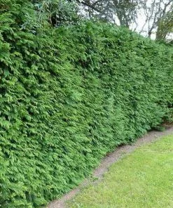 Future Forests Hedging Thuja Plicata Gelderland