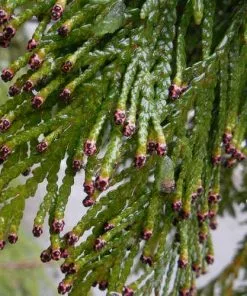 Future Forests Thuja Plicata Martin - Western Red Cedar