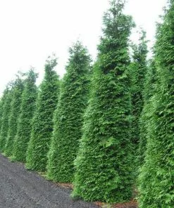 Future Forests Thuja Plicata Martin - Western Red Cedar 9 Future Forests Thuja Plicata Martin - Western Red Cedar