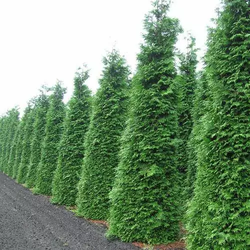 Future Forests Thuja Plicata Martin - Western Red Cedar 5 Future Forests Thuja Plicata Martin - Western Red Cedar